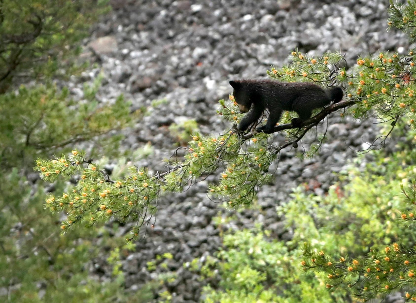 Baby Black Bear Cub in Tree